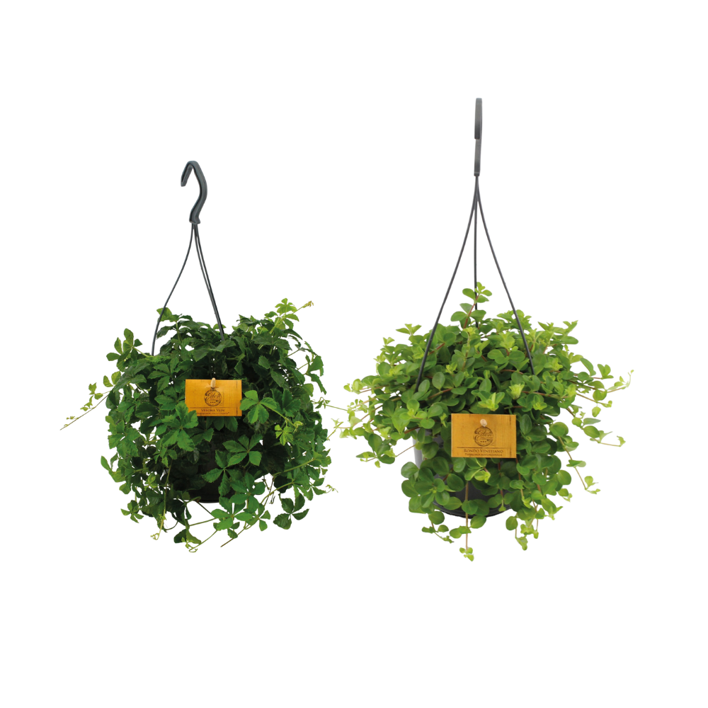 Hängepflanzen-Duo – 2 Pflanzen– Ø15cm – Höhe ca. 25cm – Üppige, pflegeleichte Zimmerpflanzen – Ideal für Haken, Pflanzenständer & Innenbereiche 