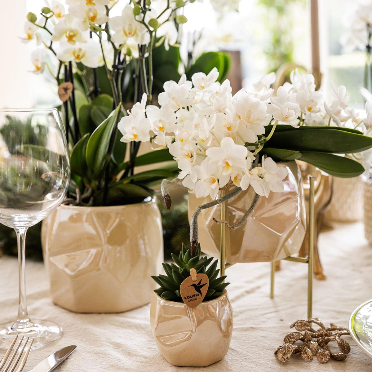 Weiße Phalaenopsis Orchidee Nazaré – Ø9cm – Elegante Zimmerpflanze – Pflegeleicht & Blühfreudig – Ideal für Küche, Wohnzimmer & Büro 