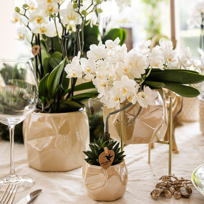 Weiße Phalaenopsis Orchidee Nazaré – Ø9cm – Elegante Zimmerpflanze – Pflegeleicht & Blühfreudig – Ideal für Küche, Wohnzimmer & Büro 
