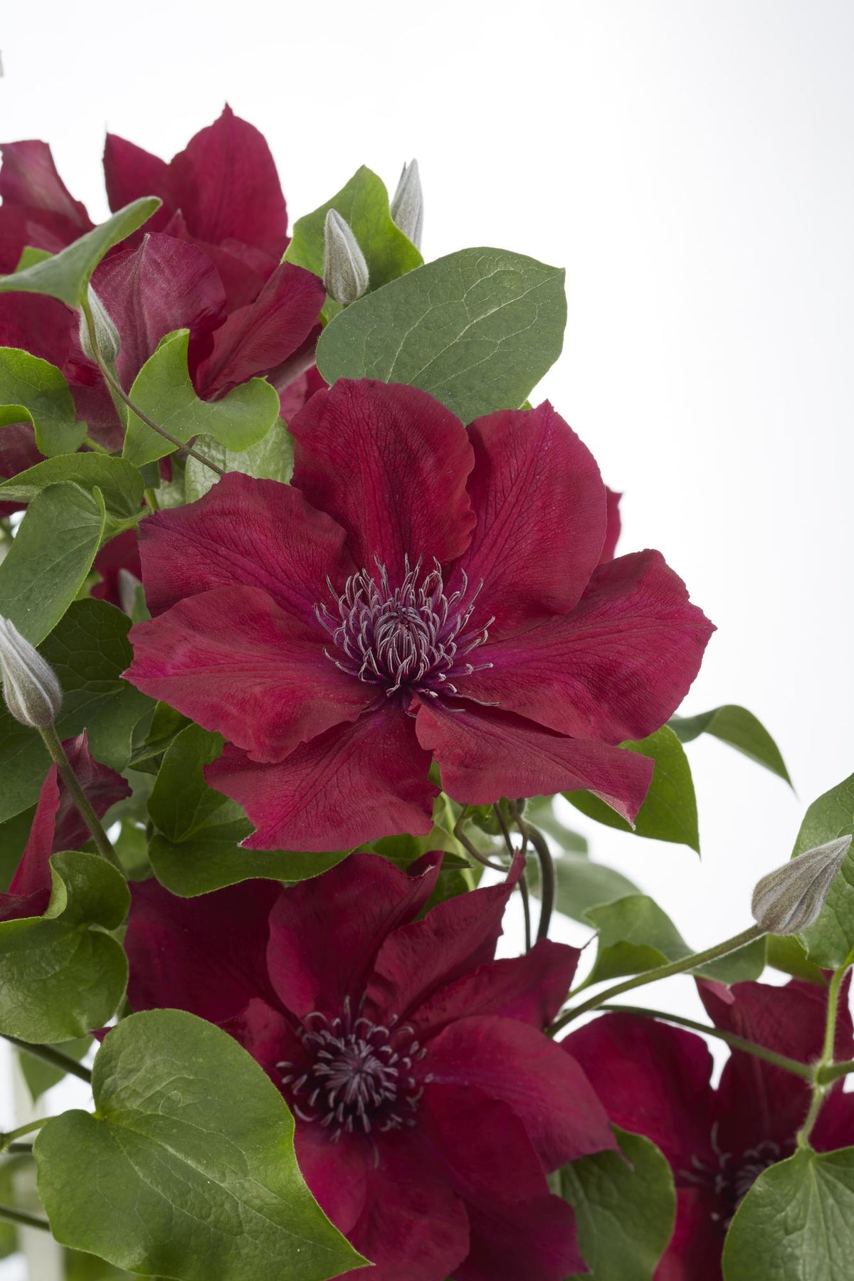 Waldrebe Clematis Nubia – Rote Clematis Evison – Ø15cm – ↕65cm – Blühstark & sommerlich – Kletterpflanze für Garten & Terrasse 
