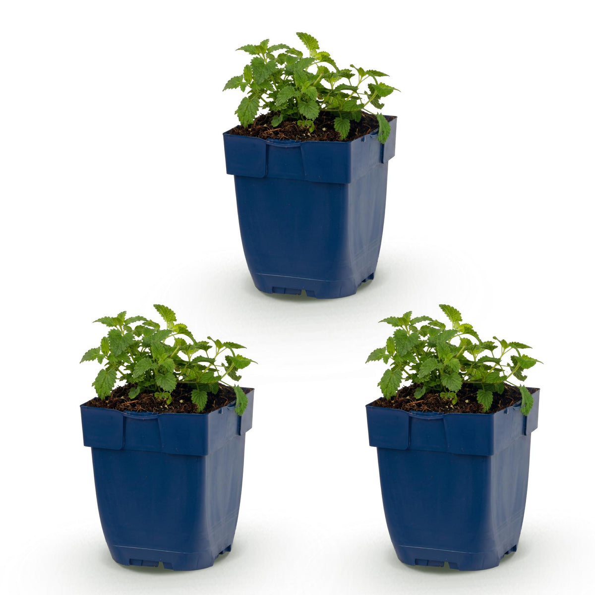Katzenminze 'Snowflake' – Nepeta faassenii 'Snowflake' – Topf Ø11cm – Ansicht 2