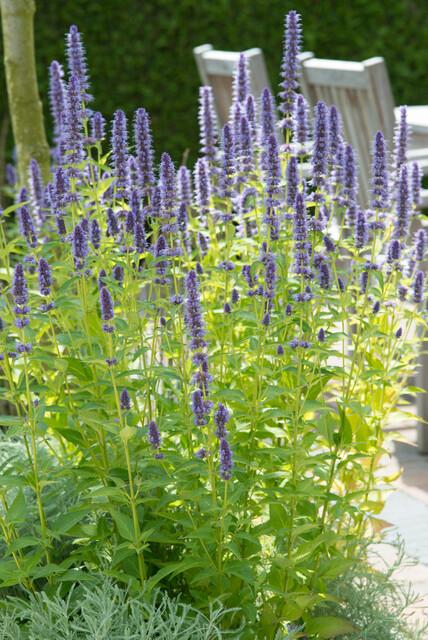 Asiatische Duftnessel Agastache 'Black Adder' – Staude mit dunkelvioletten Blüten – Ø9cm – Ansicht 16