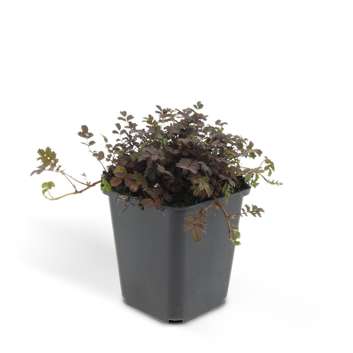 Acaena microphylla 'Kupferteppich' – Bodendecker Ø9cm – Höhe 10-25cm – Flachwachsende, pflegeleichte Pflanze – Für Garten, Steingarten & Wege – 24 Pflanzen 
