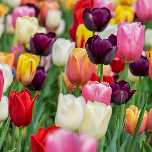 Tulpenzwiebeln Mix-Paket – 15 Beutel à 20 Zwiebeln – Insgesamt 300 Tulpenzwiebeln – Bunte Frühlingsblüher für Beet, Kübel & Vorgarten 