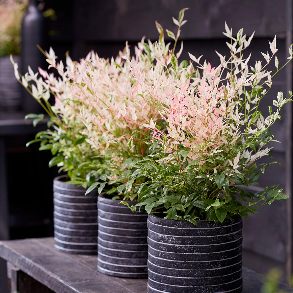 GreenboutiQ - Gartenpflanze - Nandina Twilight - Bunt & Rosa - 1 Pflanze - Immergrün - Wenig Pflege - Topf 17cm Höhe 45cm 