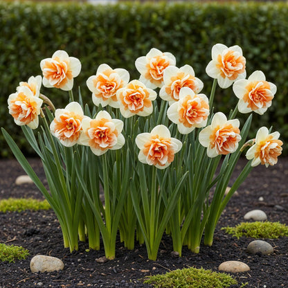 GreenboutiQ - Blumenzwiebeln - Narcis Replete - Farbe Weiß und Orange - 10 Stück - Zwiebelgröße 10/12 - XXL Pack 