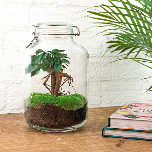 Flaschengarten DIY Bausatz Ficus Ginseng Bonsai – Terrarium Ø18cm x H28cm – Selbstbewässerndes Mini-Ökosystem – Do-It-Yourself Pflanzterrarium mit Moos & Zubehör 