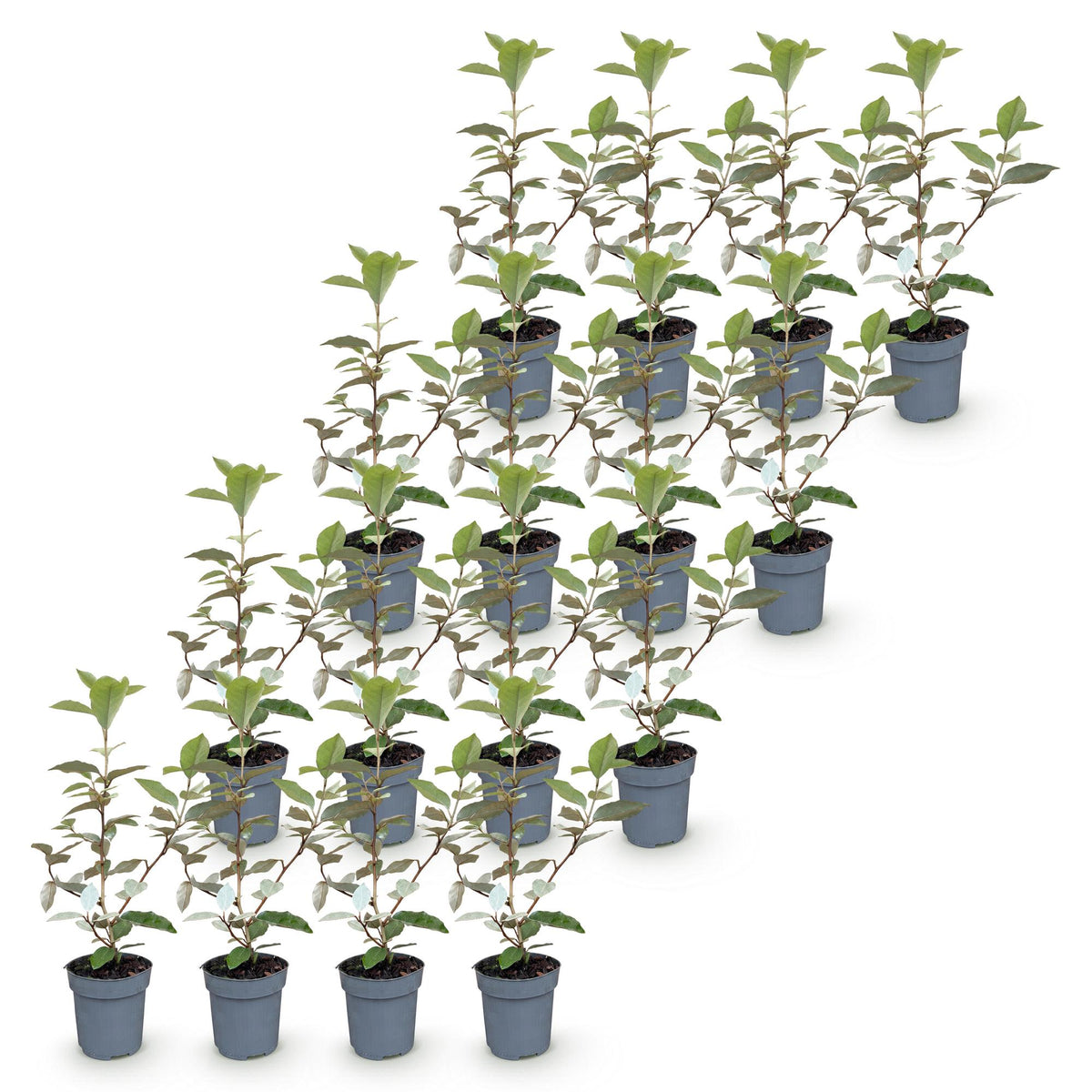 Ölweide 'Compacta' – Elaeagnus ebbingei 'Compacta' – 16 Heckenpflanzen – Topf Ø9cm – Höhe 25-35cm – Ansicht 2