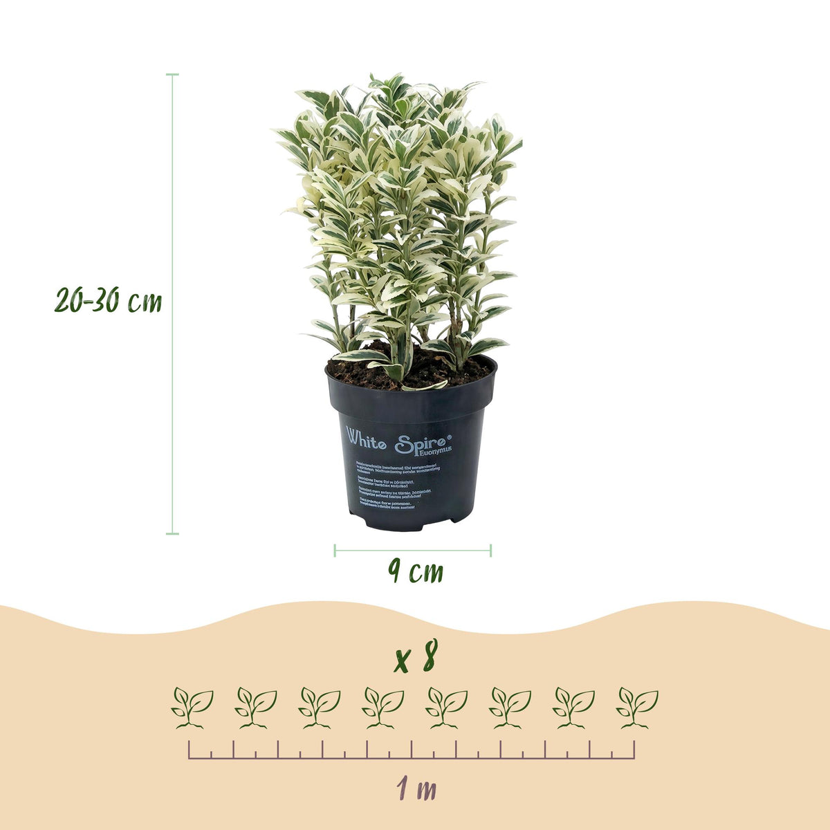 Japanische Stechpalme 'Convexa' – Ilex crenata 'Convexa' – 16 Heckenpflanzen – Topf Ø9cm – Höhe 20-30cm – Ansicht 4