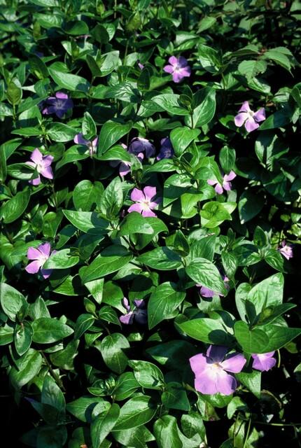 Großes Immergrün Vinca major – ↕10-25cm – Ø9cm – Immergrüner Bodendecker mit violett – blauen Blüten – Ansicht 23