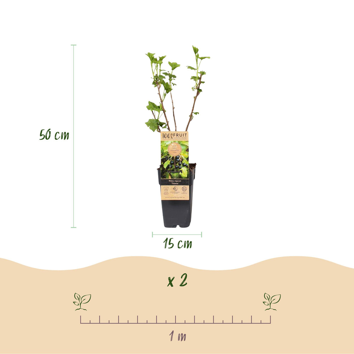 Green boutiQ - Fruit plant - Ribes nigrum Titania - Berry plant - Winter hardy - Blackcurrant - 2 Plants - Pot 15cm - Height 50cm 