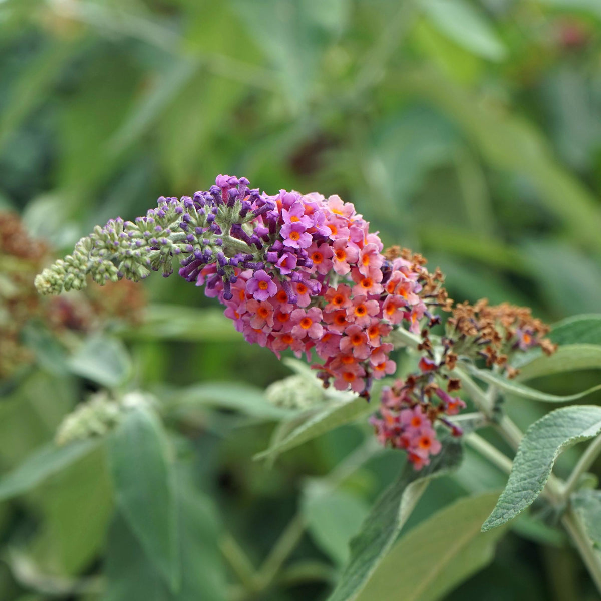 Schmetterlingsbusch Buddleja davidii Flower Power – Orange-Lila Blüten – 3 Pflanzen – 1 m² – Schmetterlingsfreundlich – 17 cm Höhe 30 cm 