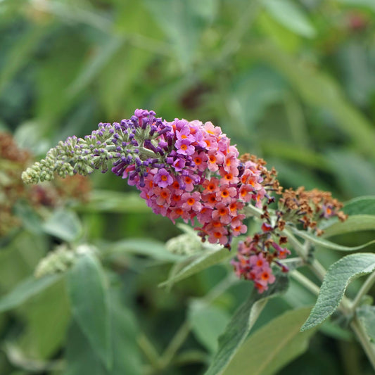 Schmetterlingsbusch Buddleja davidii Flower Power – Orange-Lila Blüten – 3 Pflanzen – 1 m² – Schmetterlingsfreundlich – 17 cm Höhe 30 cm 