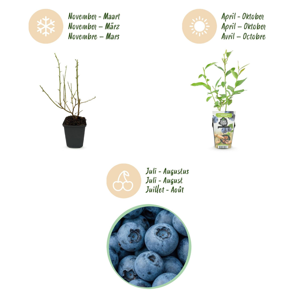 Blaubeere Vaccinium corymbosum Goldtraube winterhart Ø9cm Höhe 30cm – Ansicht 13