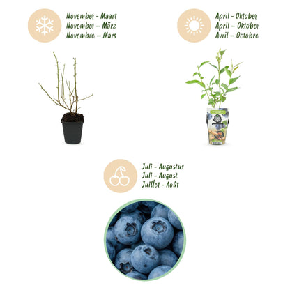 Blaubeere Vaccinium corymbosum Goldtraube winterhart Ø9cm Höhe 30cm – Ansicht 13