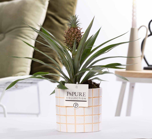 Ananas Rosita In P&PURE Tirza Ceramics - Ø12cm - ↕35cm 