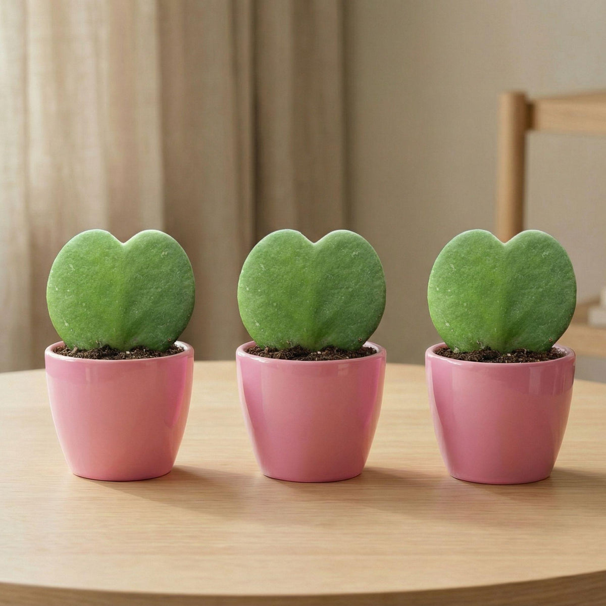 Sweetheart Plant Set - Groene Mini Gift - Pot & Plant Set - Roze 
