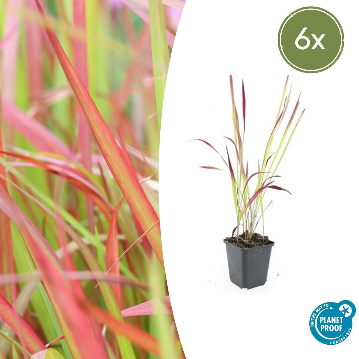 Japanisches Blutgras Imperata cylindrica 'Red Baron' – ↕10-25cm – Ø9cm – 6 Pflanzen – Winterhartes Ziergras mit roten Blattspitzen 