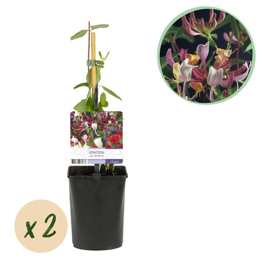Kletterpflanze Lonicera Serotina – Rosa-Weiße Blüten – Spätsommerblüte – 2 Pflanzen – 11 cm x H40 cm – Winterhart & Pflegeleicht – Für Garten, Balkon & Pergola 