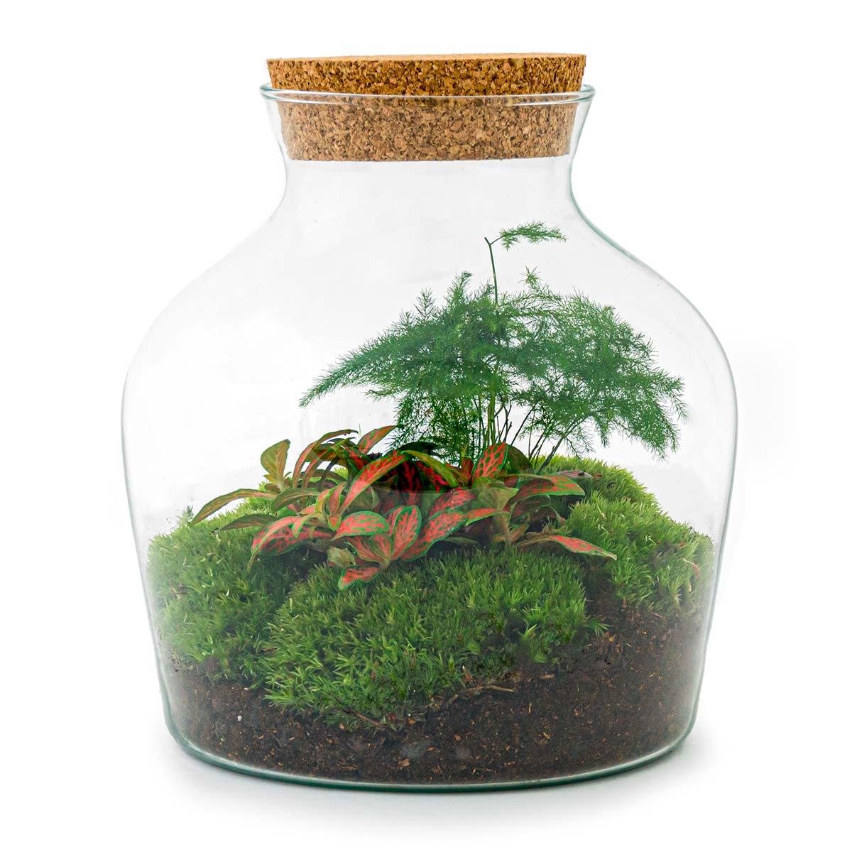 Flaschengarten Little Joe – DIY Bausatz Terrarium – ↕21,5cm – Do-It-Yourself Pflanzen-Set im Glas mit Korkdeckel – Autarkes Mini-Ökosystem – Inkl. Fittonia, Spargel & Moos – Für Wohnung & Büro 
