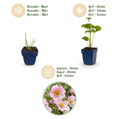 Herbst-Anemone 'Königin Charlotte' – Anemone hybrida 'Königin Charlotte' – 3 Pflanzen – Topf Ø11cm – Ansicht 6