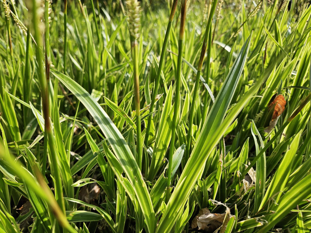 Goldrand Segge Carex morrowii 'Aureovariegata' – ↕10-25cm – Ø9cm – 6 Pflanzen – Immergrünes Ziergras & Bodendecker – Winterhart & pflegeleicht 