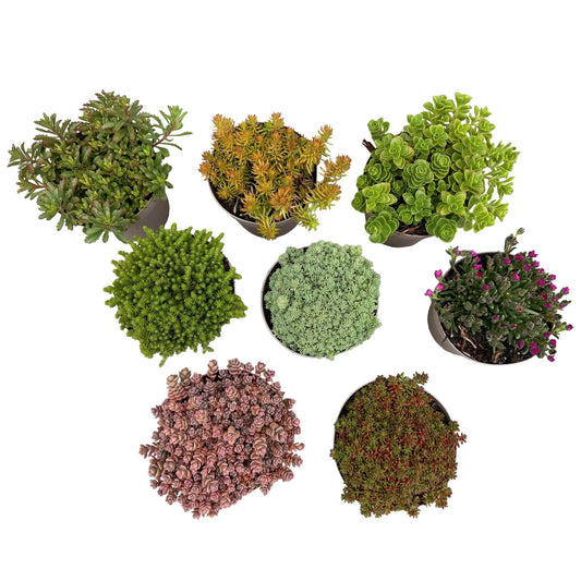 Green boutiQ - Bodembedekker - Winterhard - Alpine Mix - 8 Planten - Diversen Kleuren  - Weinig Onderhoud - Pot 14 Hoogte 17 