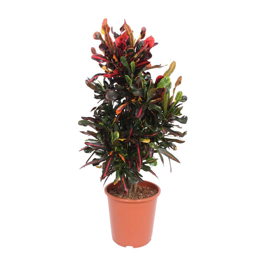 Codiaeum Variegatum Mammi - Ø27cm - ↕100cm 