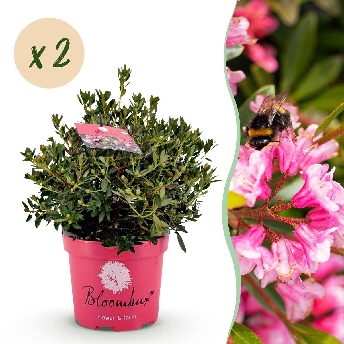 Green boutiQ - Zwerg-Rhododendron - Rhododendron Bloombux Magenta - Blühende Buxus - Wenig Pflege - Rosa Blüte - 2 Pflanzen - Topf 23cm - Höhe 45-55cm 