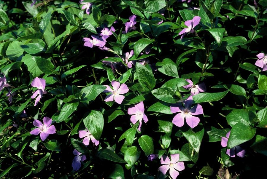 Großes Immergrün Vinca major – ↕10-25cm – Ø9cm – 6 Pflanzen – Immergrüner Bodendecker mit violett-blauen Blüten 