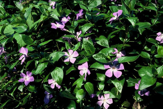 Großes Immergrün Vinca major – ↕10-25cm – Ø9cm – 6 Pflanzen – Immergrüner Bodendecker mit violett-blauen Blüten 