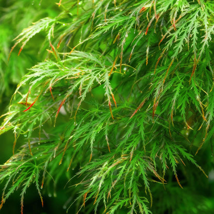 Green boutiQ - Gartenpflanze - Acer palmatum Emerald Lace - Japanischer Ahorn - Laubabwerfend - Grün - 1 - Topf 26cm - Höhe 90cm 