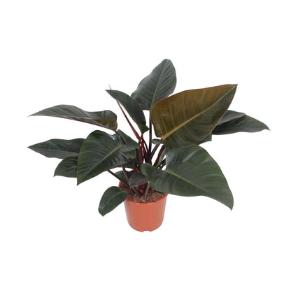 Baumfreund – Philodendron Congo Red – Zimmerpflanze – Ø27 cm – ↕80 cm – Herzförmige Blätter – Luftreinigend – Pflegeleicht 