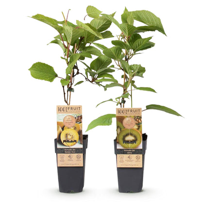 Obstpflanzen Grüne Kiwi 'Jenny' & Goldene Kiwi – 2 Pflanzen – 15cm – Höhe 50cm – Süße, vitaminreiche Früchte – Pflegeleicht & winterhart 