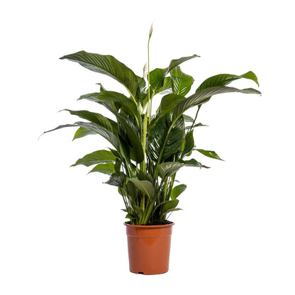 Einblatt – Spathiphyllum Bellini – Zimmerpflanze – Ø24 cm – ↕100 cm – Friedenslilie – Luftreinigend – Halbschatten – Pflegeleicht 
