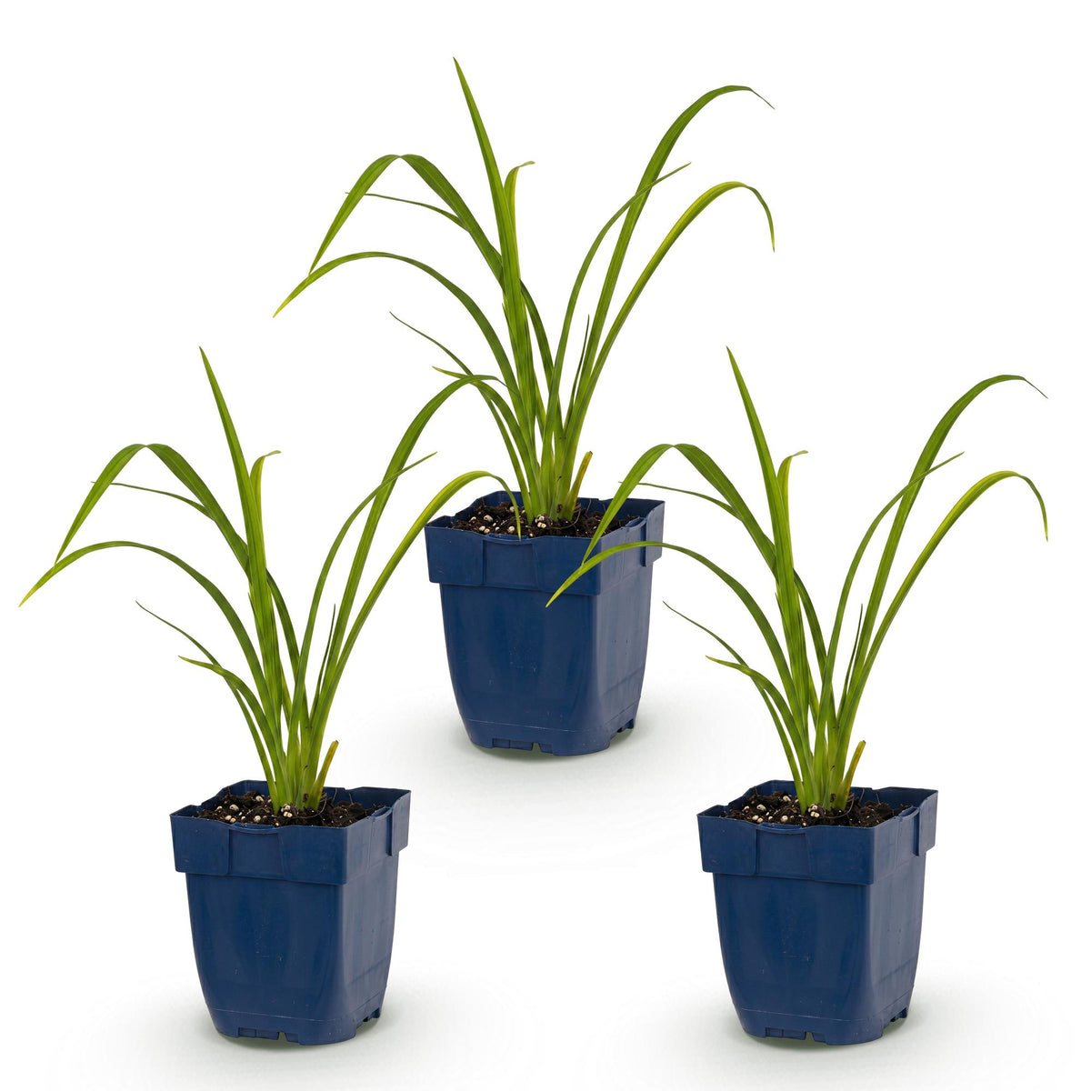 Taglilie 'Mauna Loa' – Hemerocallis 'Mauna Loa' – Topf Ø11cm – Bienenfreundliche Staude für Garten & Balkon – Ansicht 2