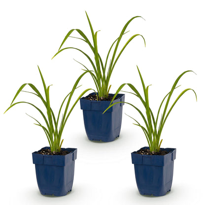 Taglilie 'Mauna Loa' – Hemerocallis 'Mauna Loa' – Topf Ø11cm – Bienenfreundliche Staude für Garten & Balkon – Ansicht 2