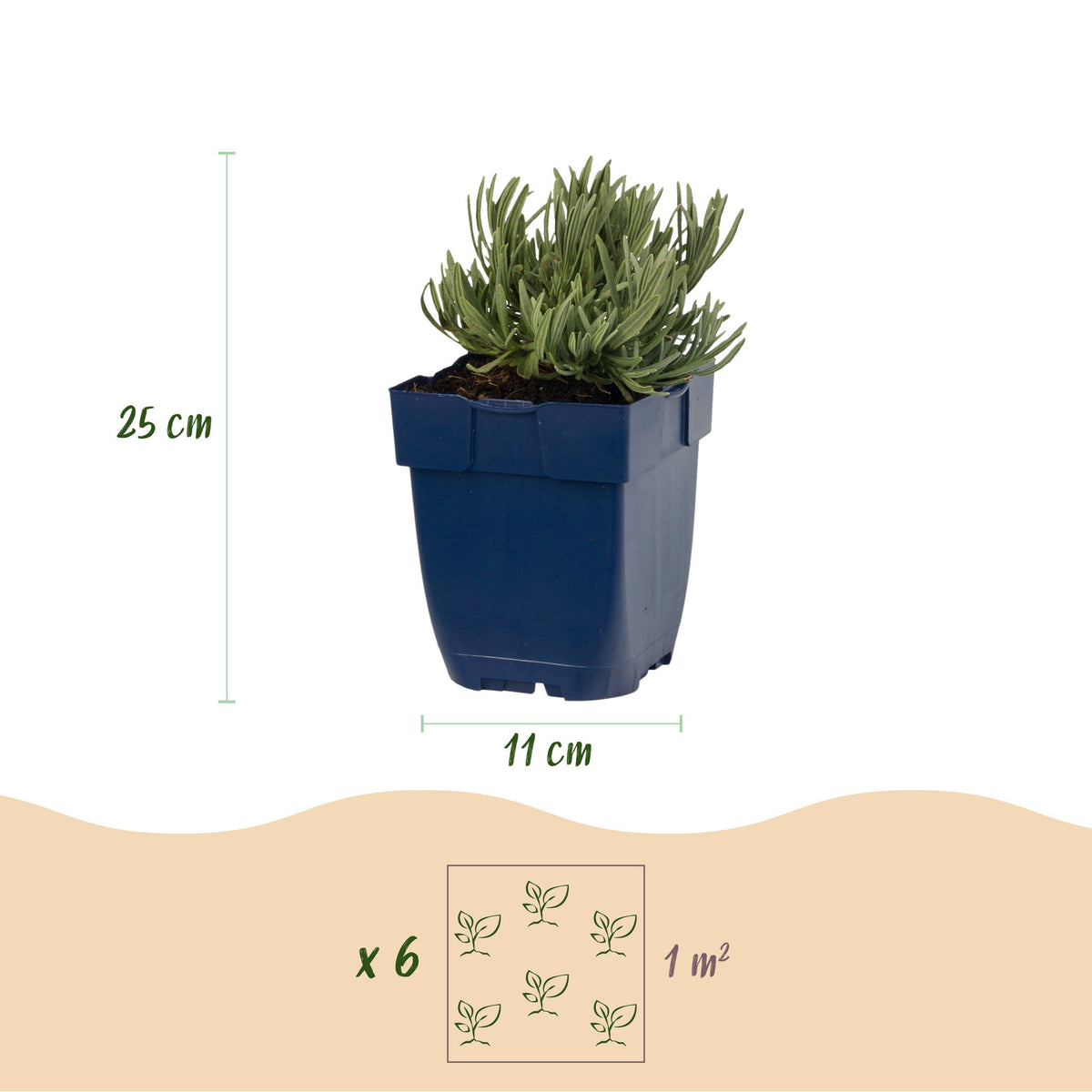 Lavendel 'Dwarf Blue' – Lavandula angustifolia 'Dwarf Blue' – Topf Ø11cm – Ansicht 3