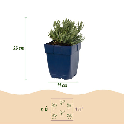 Lavendel 'Dwarf Blue' – Lavandula angustifolia 'Dwarf Blue' – Topf Ø11cm – Ansicht 3