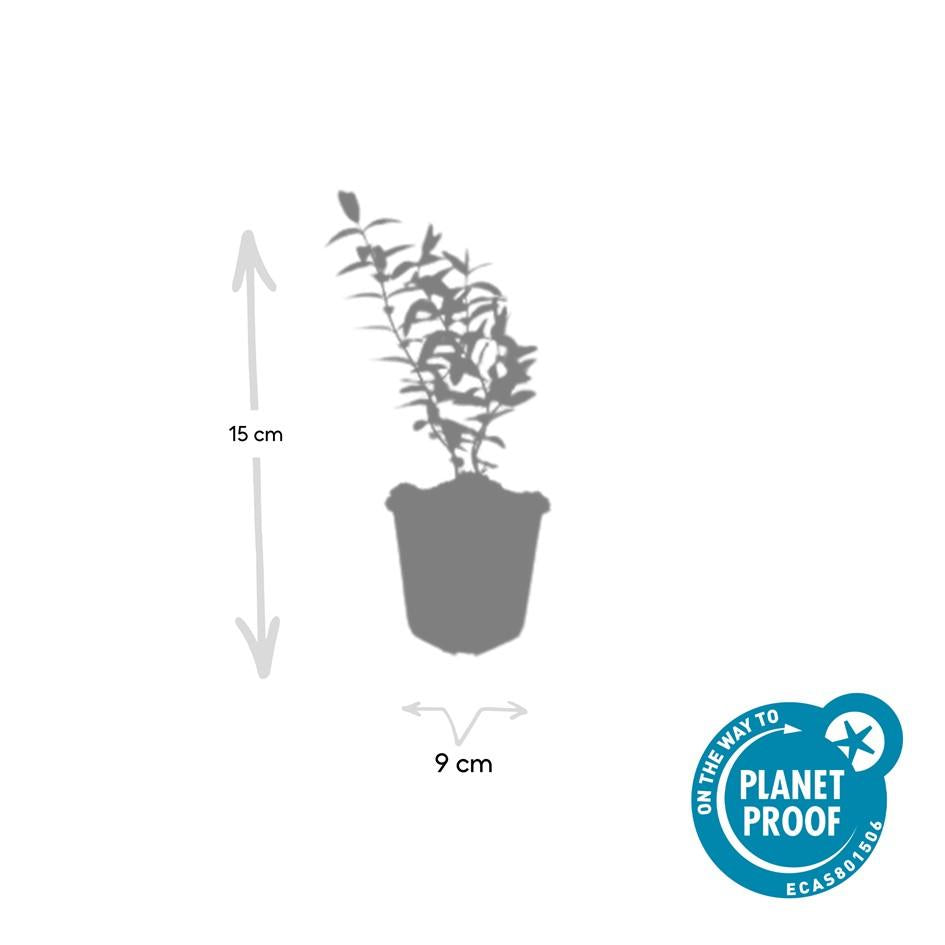 Hypericum Hidcote – Großblumiges Johanniskraut – 6 Pflanzen Ø9cm – Höhe 10–25cm – Immergrüner Strauch mit gelben Blüten – Pflegeleicht, winterhart & bienenfreundlich 
