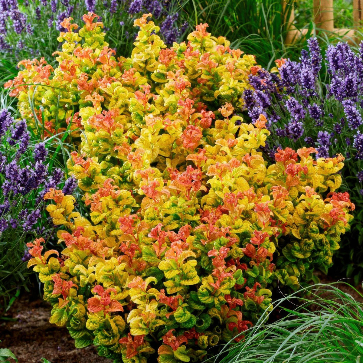 GreenboutiQ - Gartenpflanze - Leucothoe Curly Gold - Gelb - 1 Pflanze - Immergrün - Wenig Pflege - Topf 17cm Höhe 40cm 