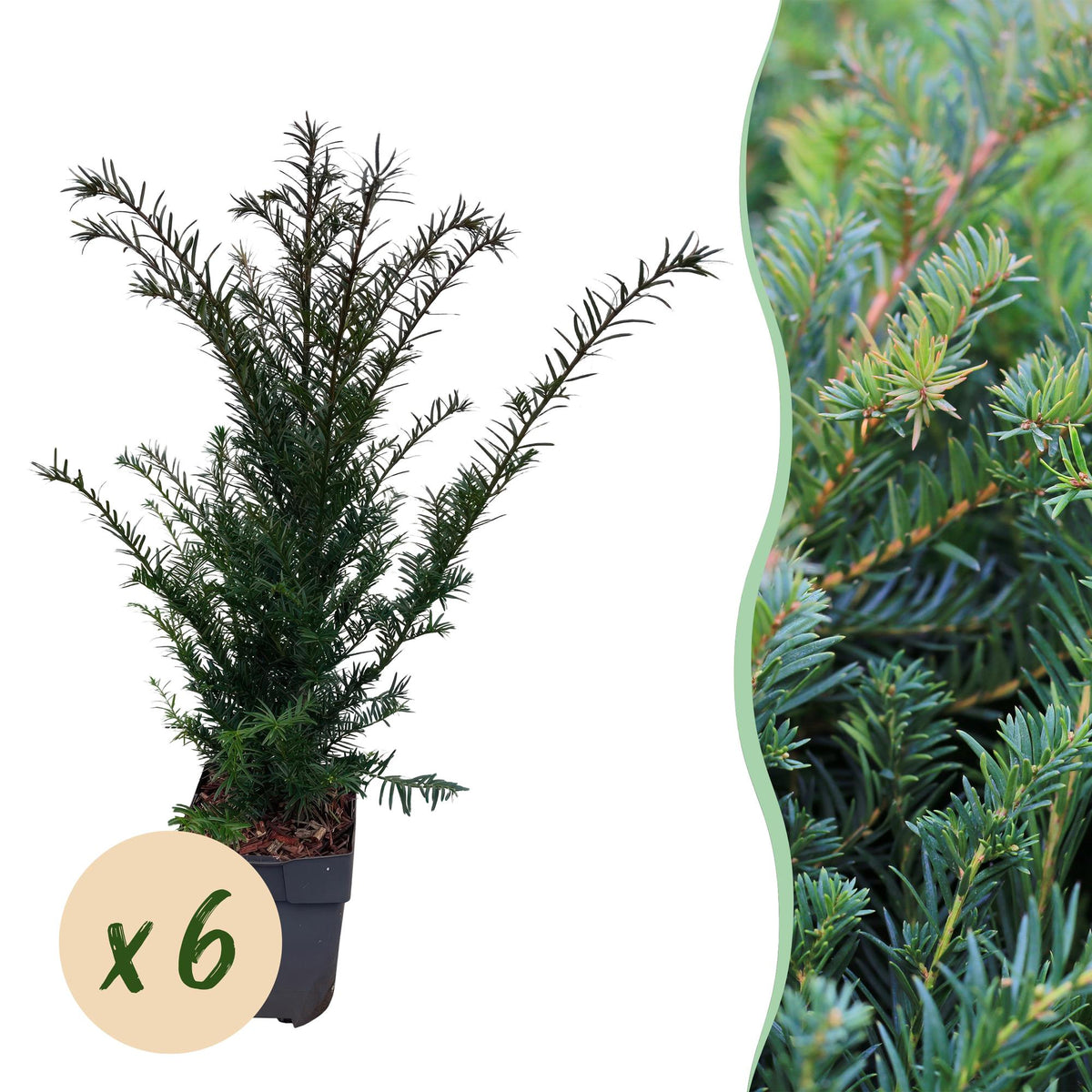 Europäische Eibe Taxus baccata – Immergrün – Heckenpflanze – 6 Pflanzen – 17 cm x H60 cm – pflegeleicht 
