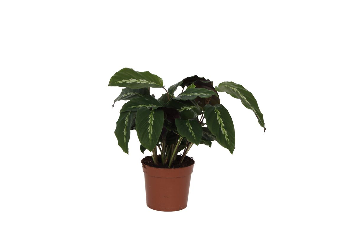 Korbmarante - Calathea Maui Queen - Zimmerpflanze - 35 cm - Ø12cm 
