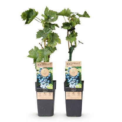 Weinrebe – Blaue Traube – Vitis vinifera Regent – Obstpflanze – 2 Pflanzen – 15cm – Höhe ca. 50cm 
