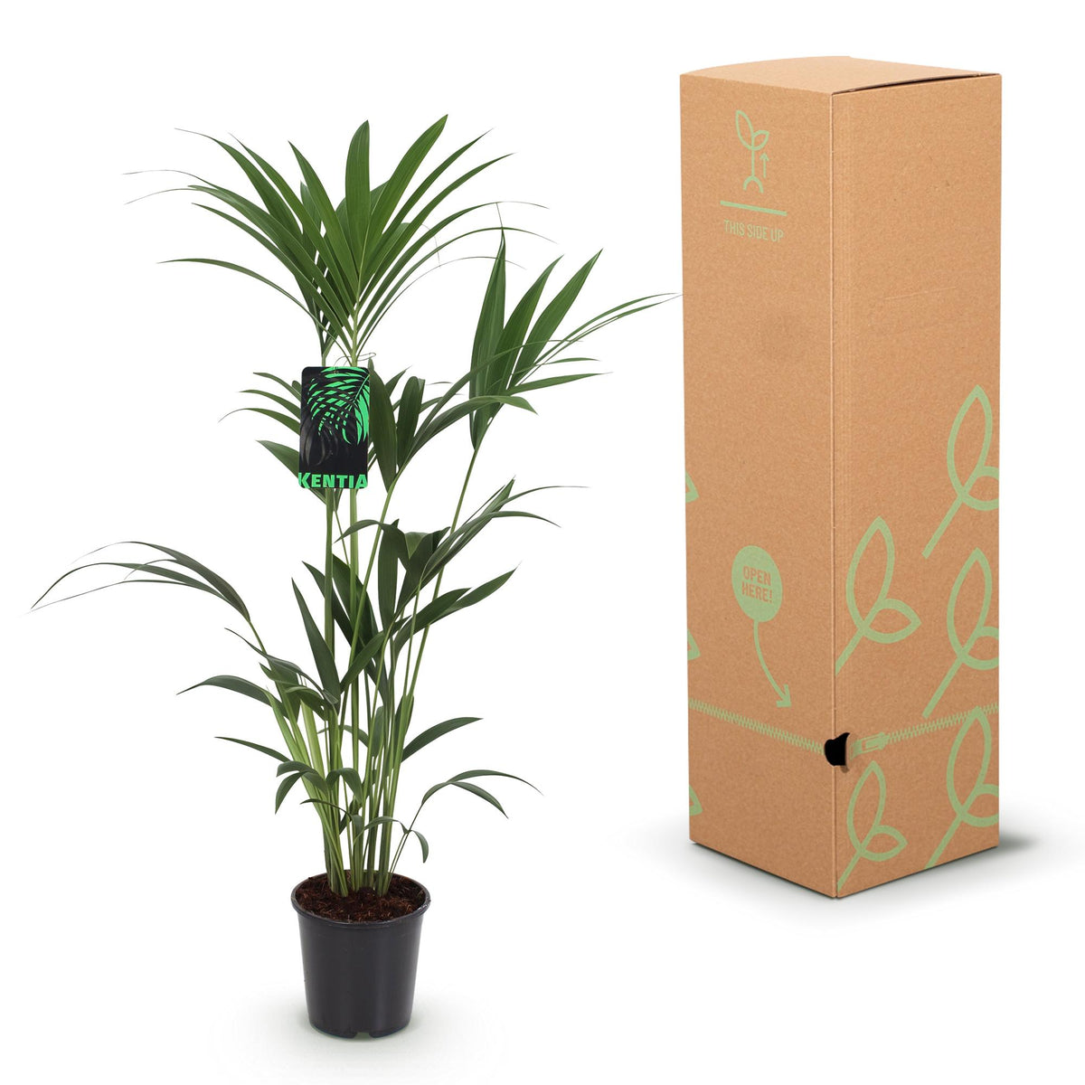 Green boutiQ - Zimmerpflanze - Howea Forsteriana - Kentia-Palme - Wenig Pflege - Grün - 1 Pflanze - mit Potter Weiß - Topf 21cm - Höhe 120-130cm 