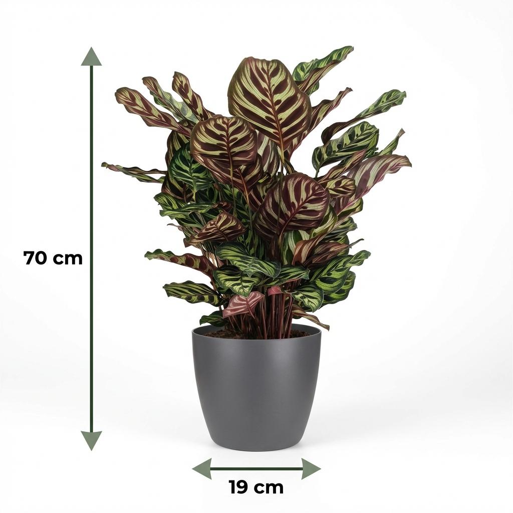 Calathea Makoyana Pfauen Korbmarante 70cm – Zimmerpflanze im Potter Grau Übertopf Ø19cm – dekorative Blattzeichnung mit violetter Unterseite – pflegeleicht, luftreinigend für Wohnung & Büro 