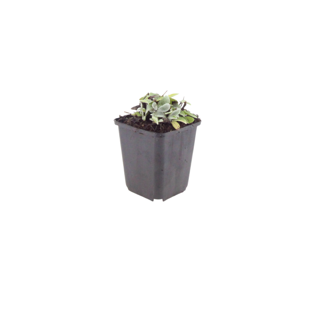 Perlkörbchen Anaphalis triplinervis – 6 Pflanzen Silberstaude mit weißen Blüten – 10-25cm – Ø9cm – Winterharte Staude für sonnige Beete & Steingarten - Oasis of Life