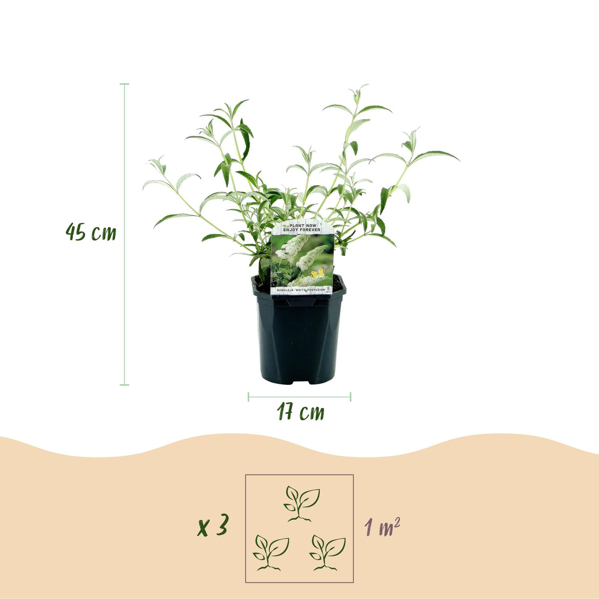 Green boutiQ - Garden Plant - Buddleja davidii Tricolour - Butterfly Bush - Hardy - Blue - Pink - White - 3 Plants - Pot 17cm - Height 45cm 