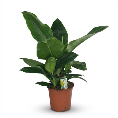Green boutiQ - Zimmerpflanze - Philodendron - Philodendron Imperial Green - Grün - Pflegeleicht - 1 Pflanze - Topf 19cm - Höhe 65cm 