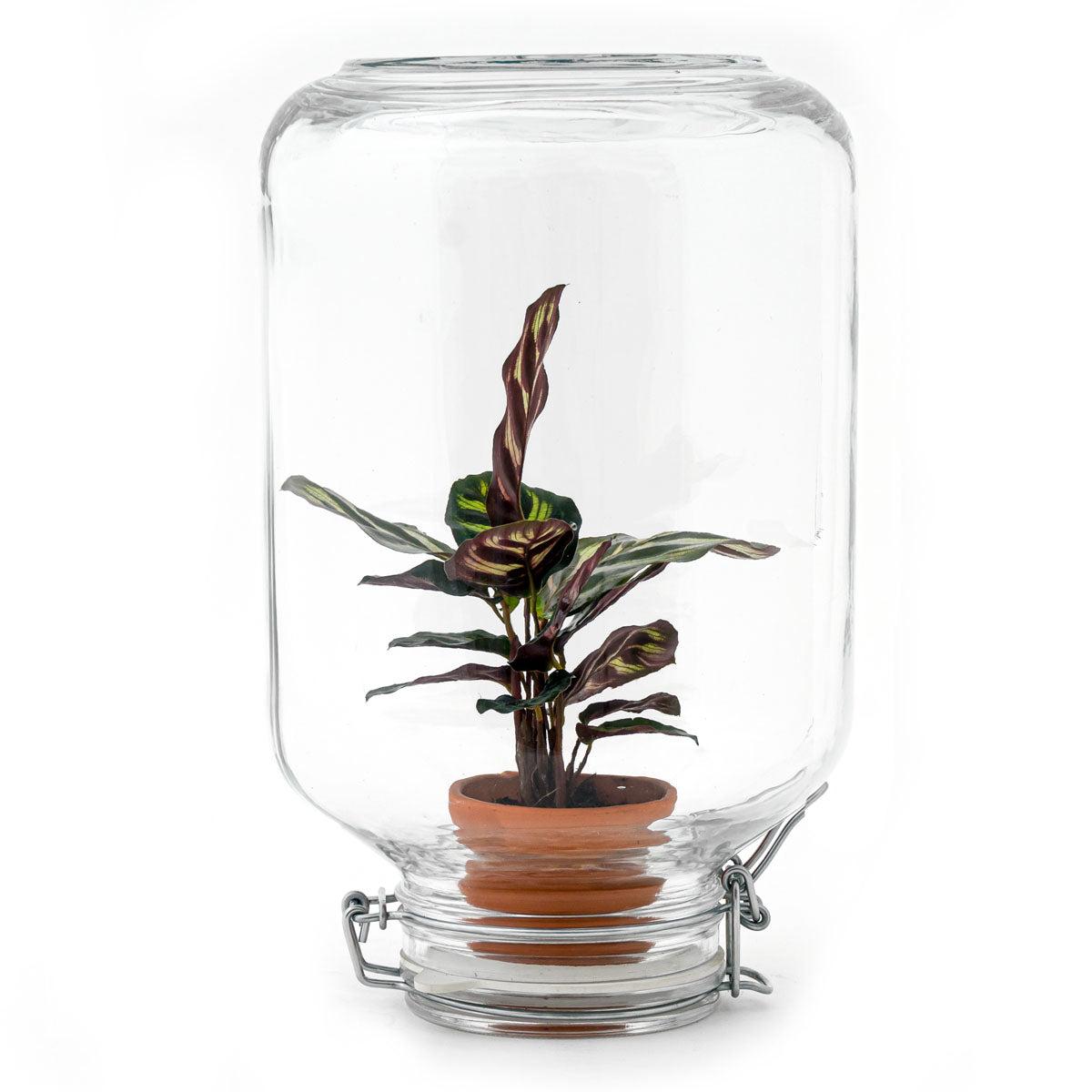 Flaschengarten Easyplant – Terrarium mit Calathea makoyana – Lebende Zimmerpflanze im Einmachglas – Nur 1x Gießen – Luftdicht verschlossen – Pflegeleicht & dekorativ – Für Wohnung & Büro 